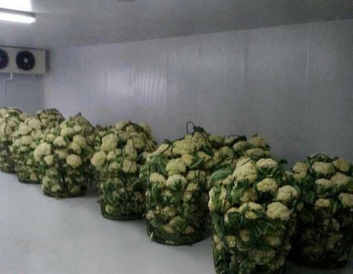 花菜保鮮氣調(diào)冷庫(kù)